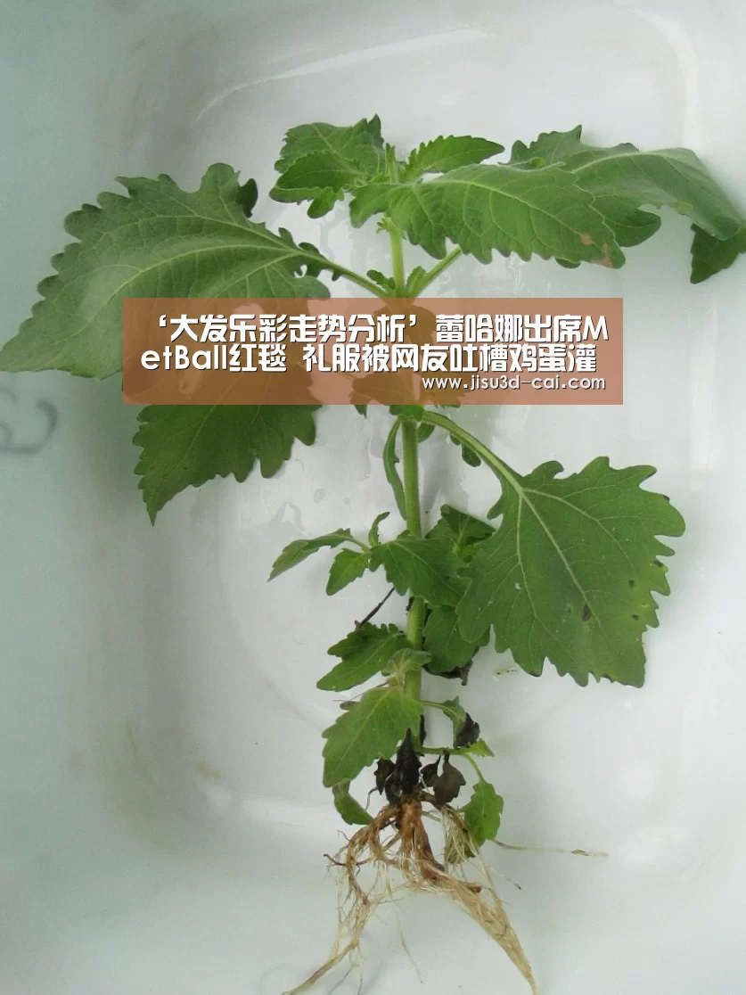 ‘大发乐彩走势分析’蕾哈娜出席MetBall红毯 礼服被网友吐槽鸡蛋灌饼(图1) 大发乐彩app